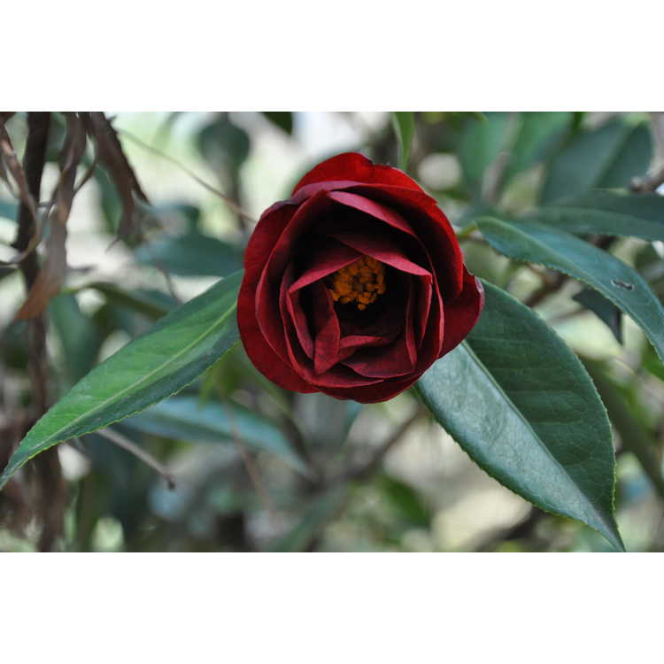 <em>Camellia japonica</em> 'Royal Velvet'