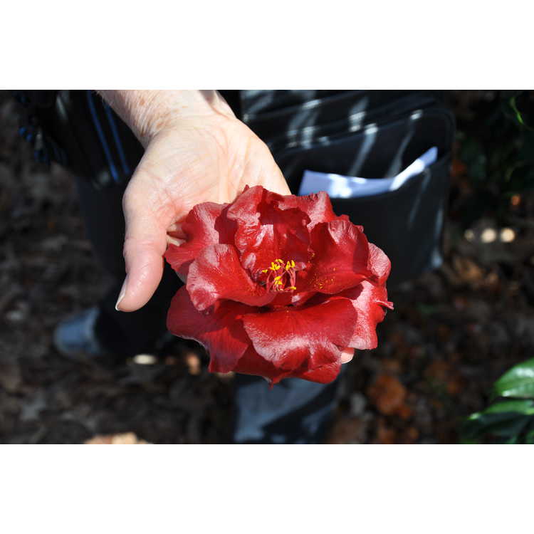 <em>Camellia japonica</em> 'Royal Velvet'