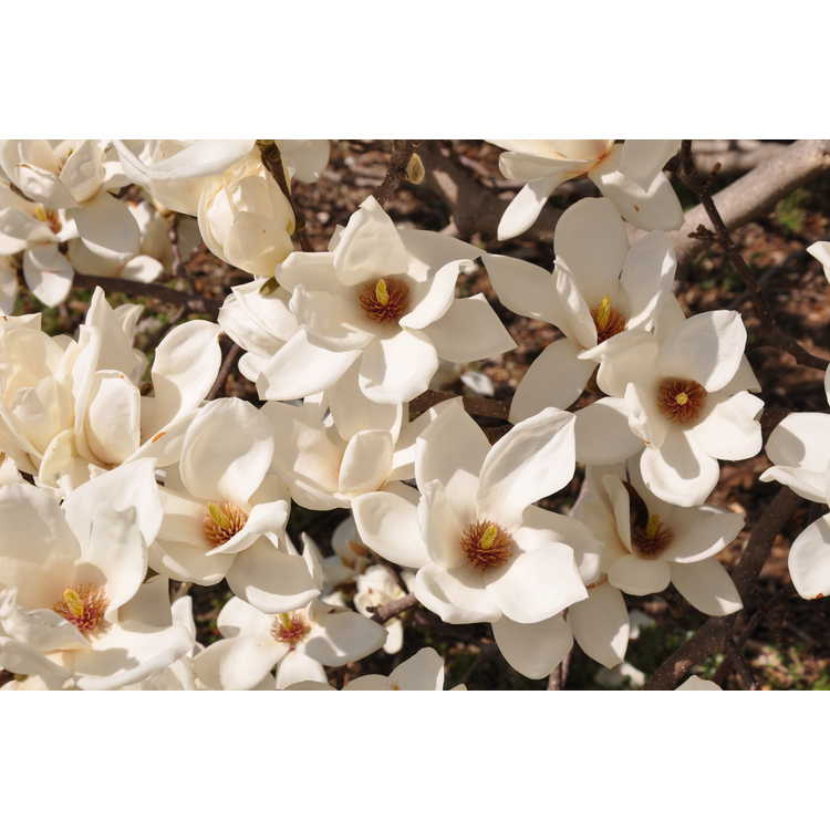 <em>Magnolia denudata</em>