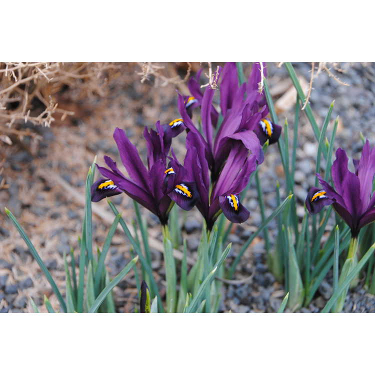 Iris [Reticulata Group] 'J. S. Dijt' - netted iris