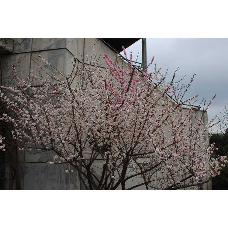 Prunus mume Omoi-no-mama