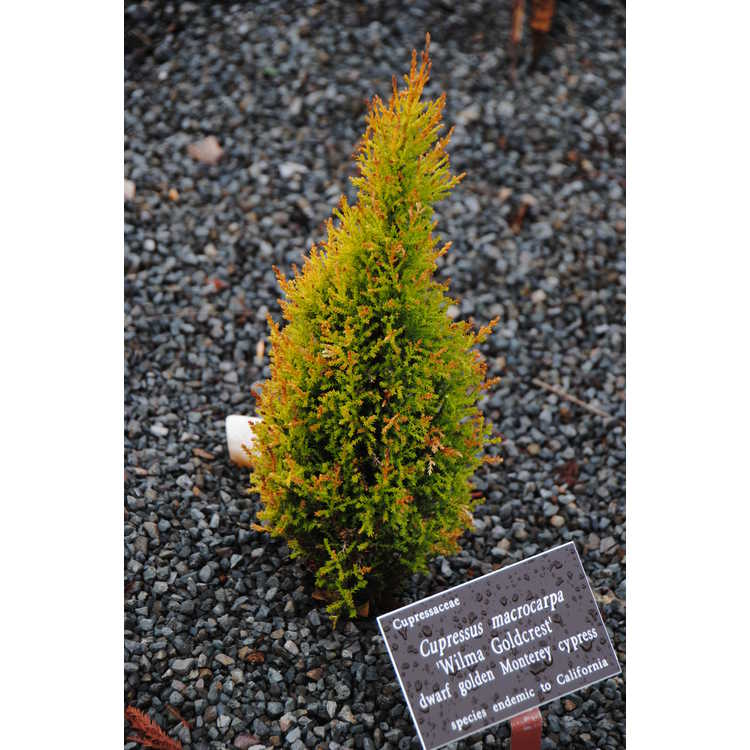 <em>Cupressus macrocarpa</em> 'Wilma Goldcrest'