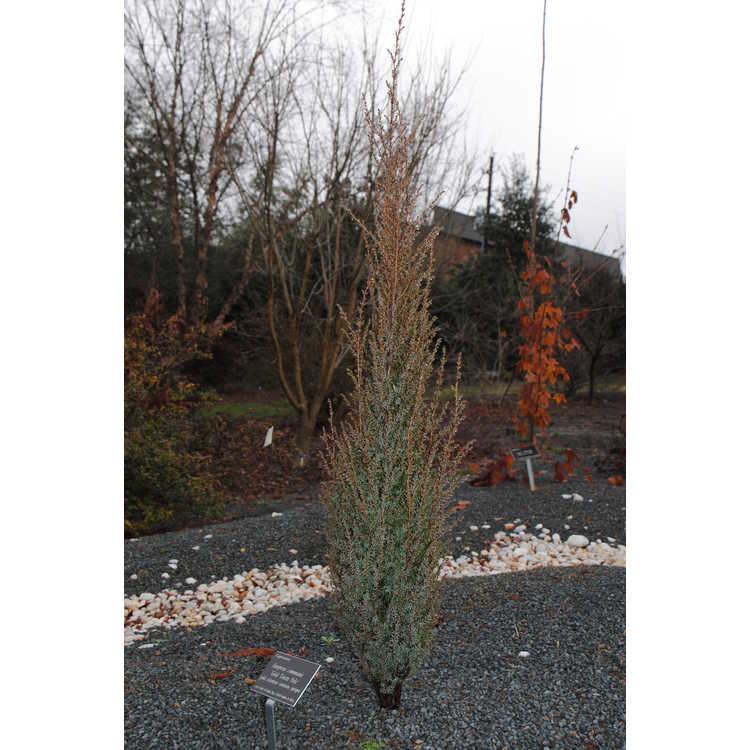 Juniperus communis 'Gold Totem Pole' - gold columnar common juniper