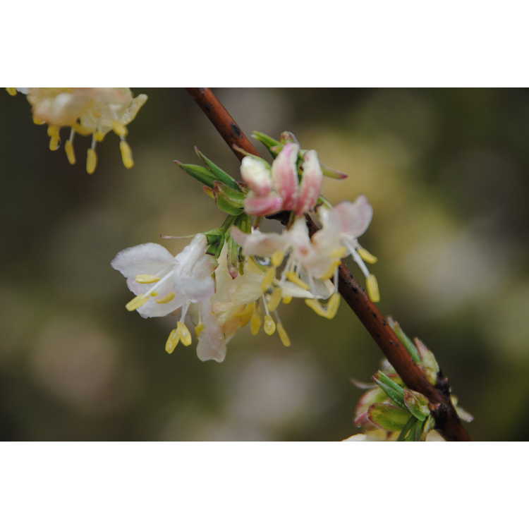 Lonicera fragrantissima - winter honeysuckle