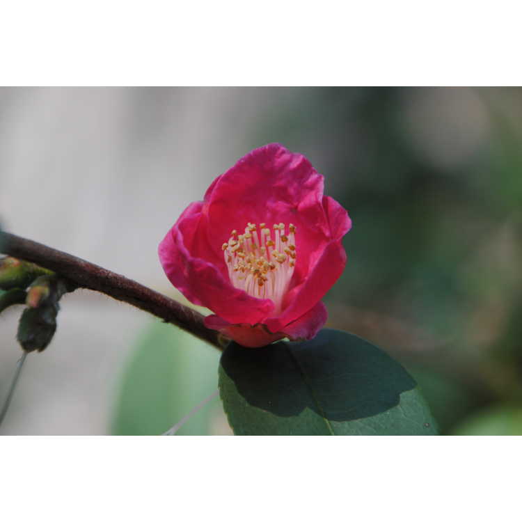 <em>Camellia rosaeflora</em> 'Grande'