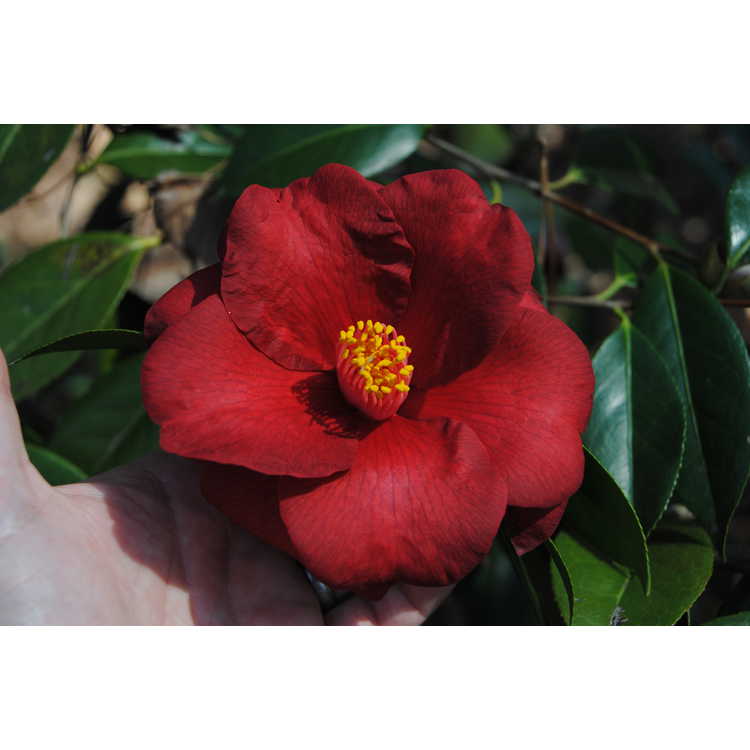 Camellia japonica 'Royal Velvet'