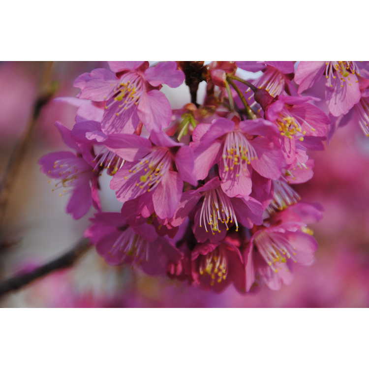 Hillier columnar flowering cherry