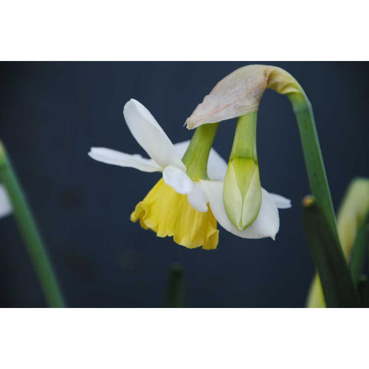 Narcissus 'Katie Heath' - triandus daffodil
