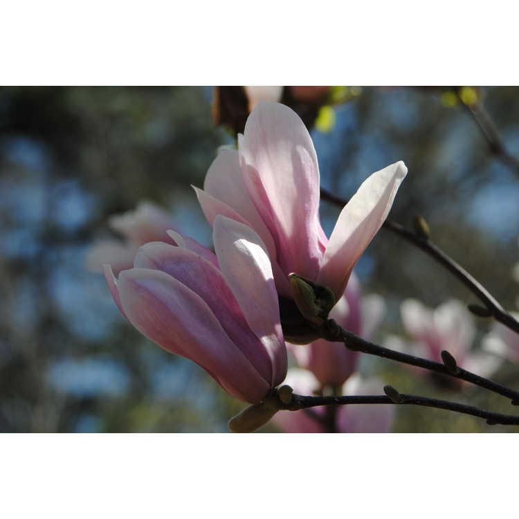 Magnolia ×soulangeana 'Lilliputian' - saucer magnolia