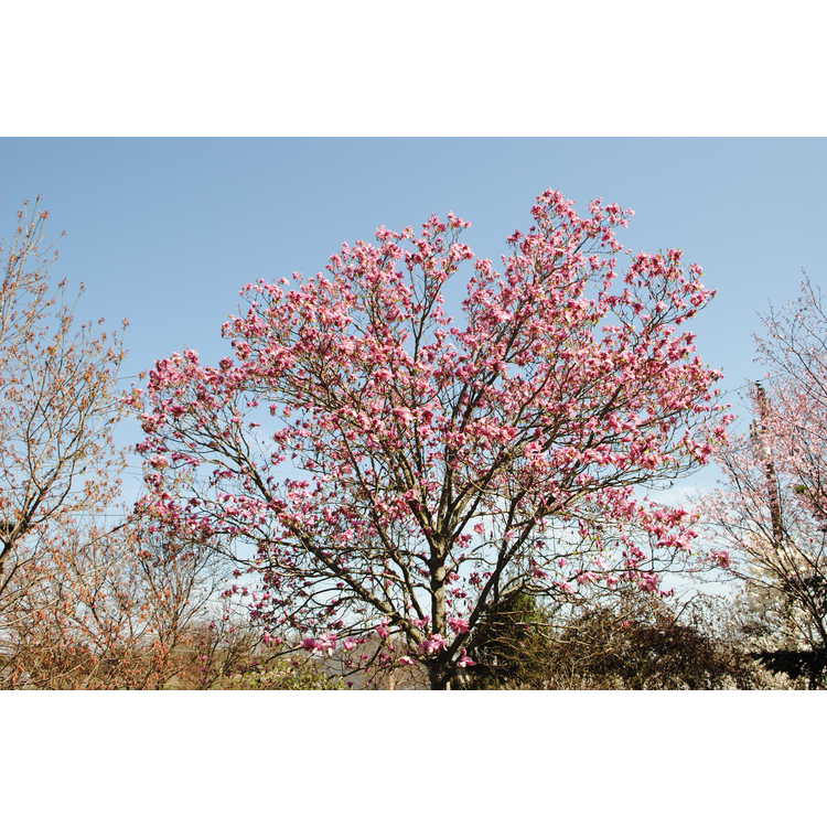 Magnolia 'Galaxy' - U.S. National Arboretum hybrid magnolia