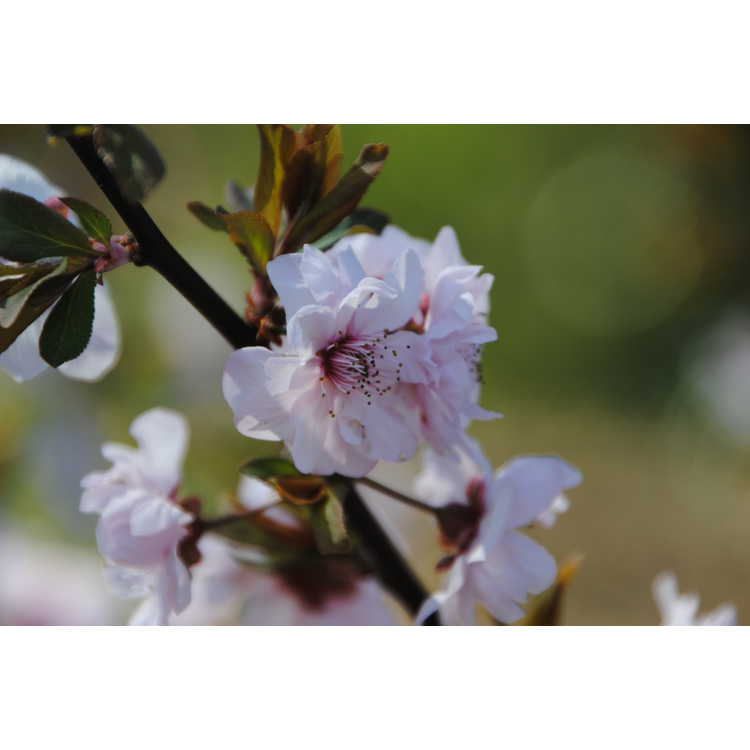 Prunus ×blireana