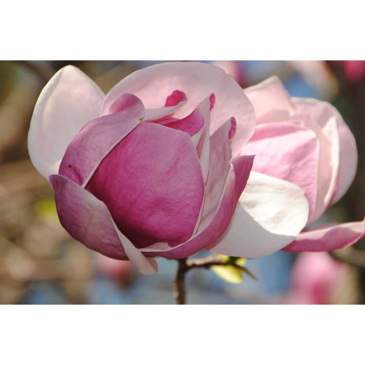 Gresham hybrid magnolia