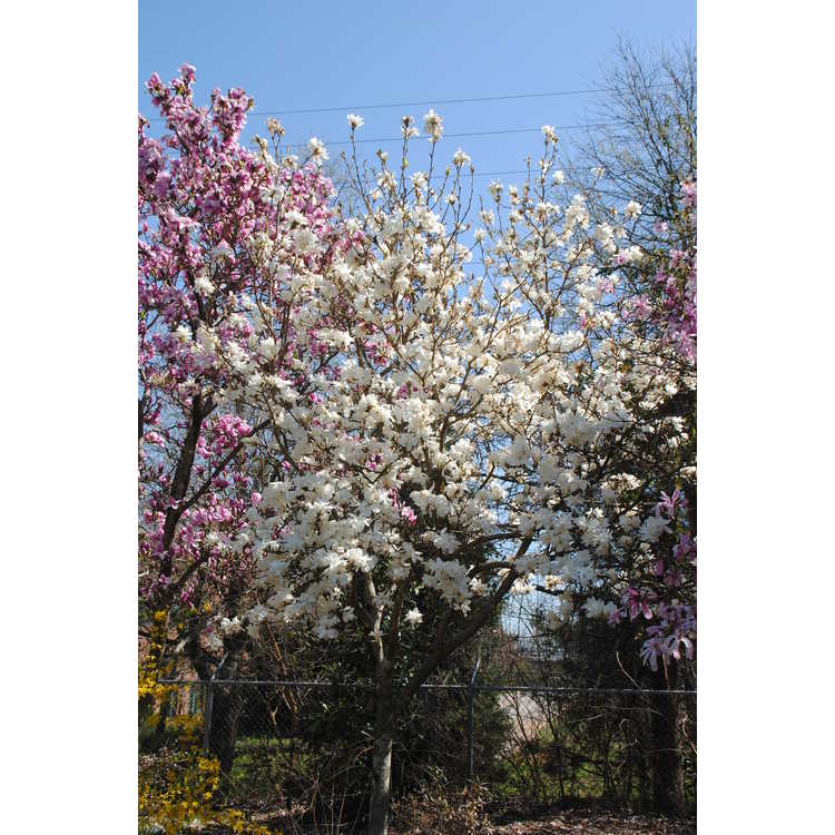 Magnolia 'Pristine' - McDaniel hybrid magnolia