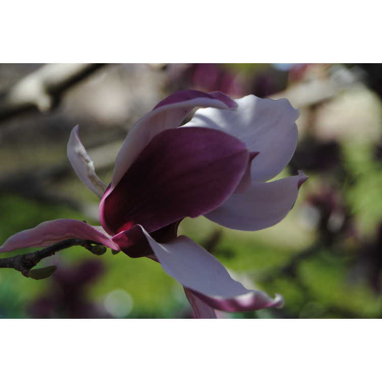 Magnolia ×soulangeana 'Picture'