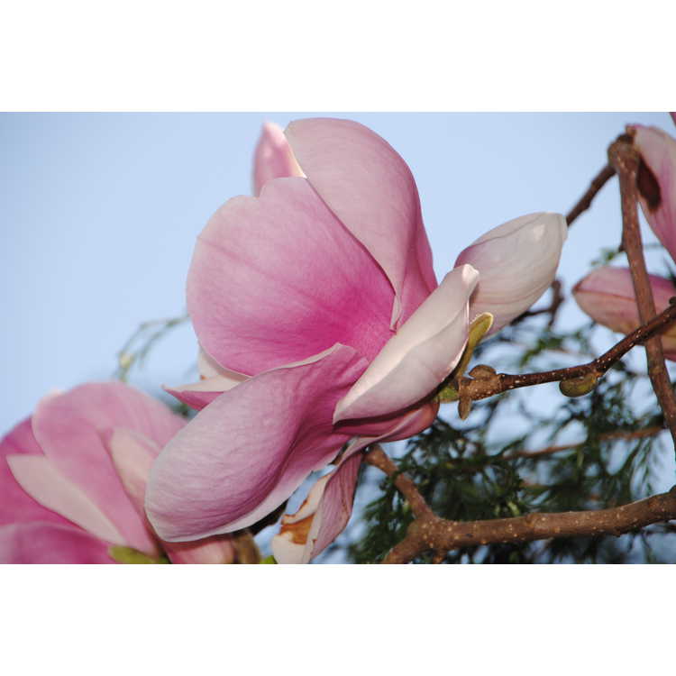 Magnolia 'Pink Goblet'