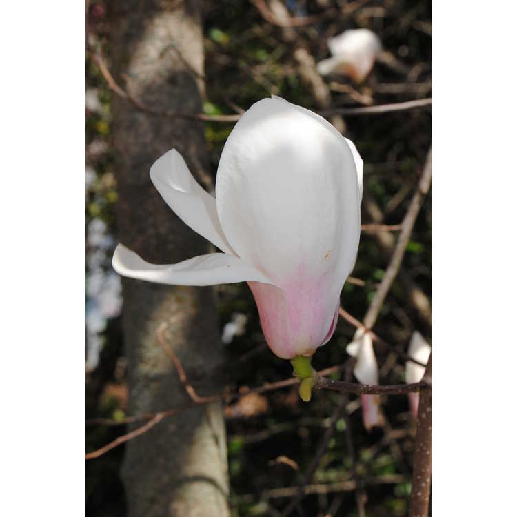 Magnolia 'Winelight'