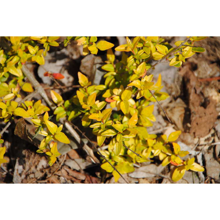 Abelia parvifolia 'Saxon Gold' - golden glossy abelia