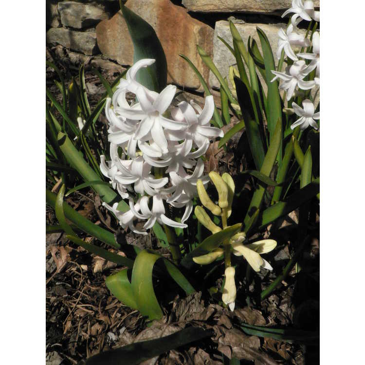 Hyacinthus orientalis 'White Festival' - common hyacinth