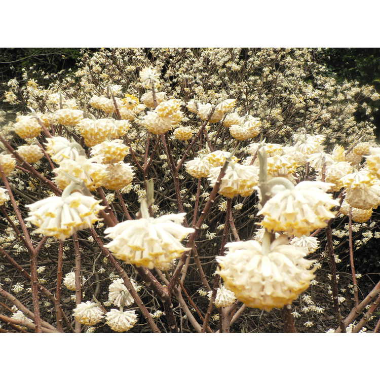 Edgeworthia chrysantha - golden paperbush