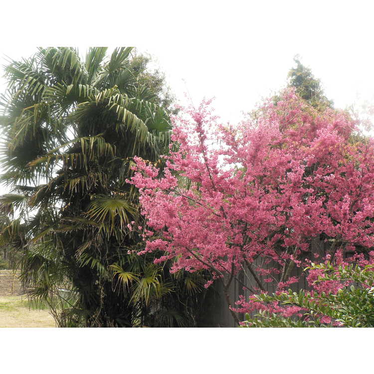 <em>Trachycarpus fortunei</em>