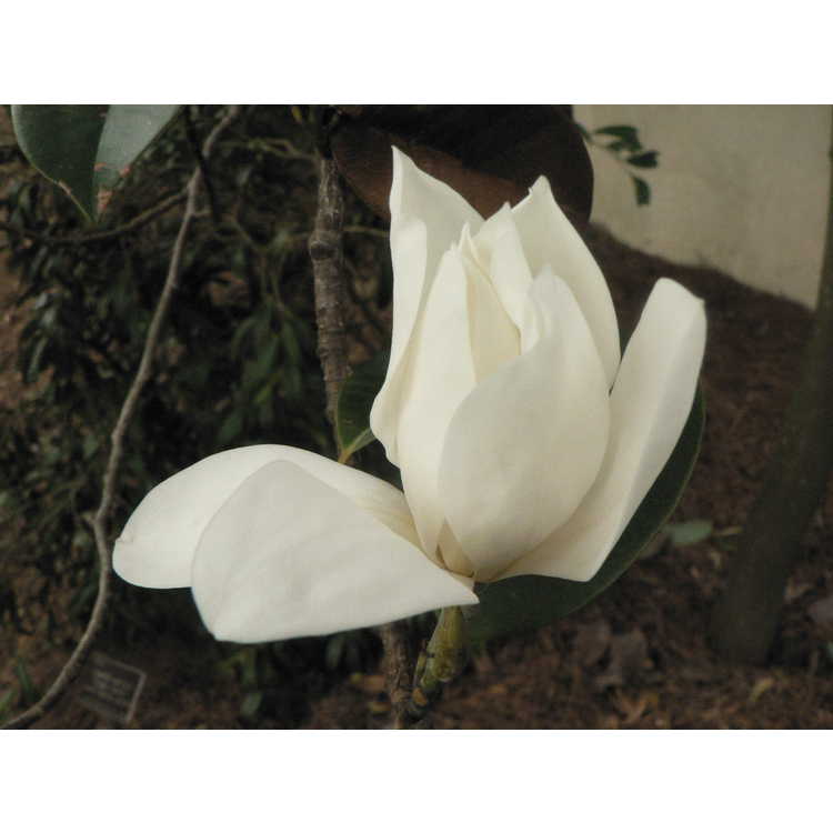 Magnolia maudiae