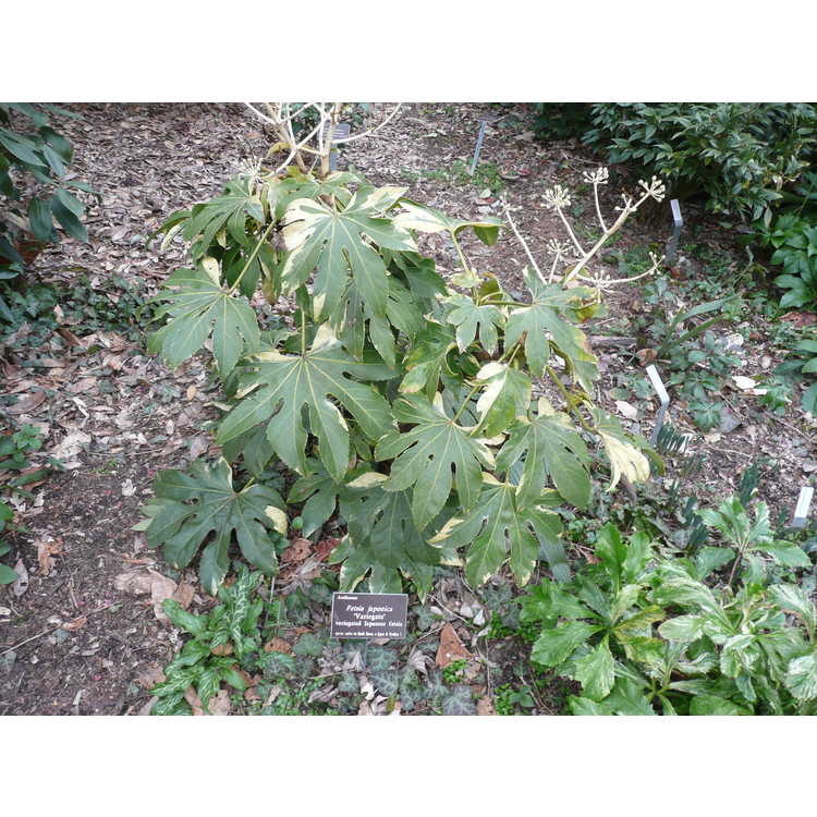 variegated Japanese andromeda