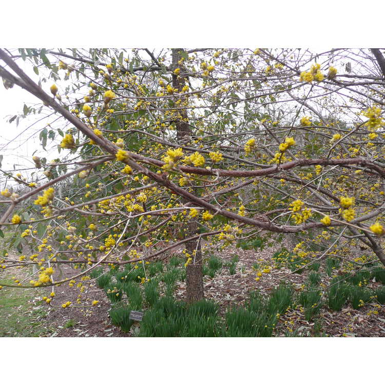 Cornus officinalis 'Spring Glow' - Cornelian cherry