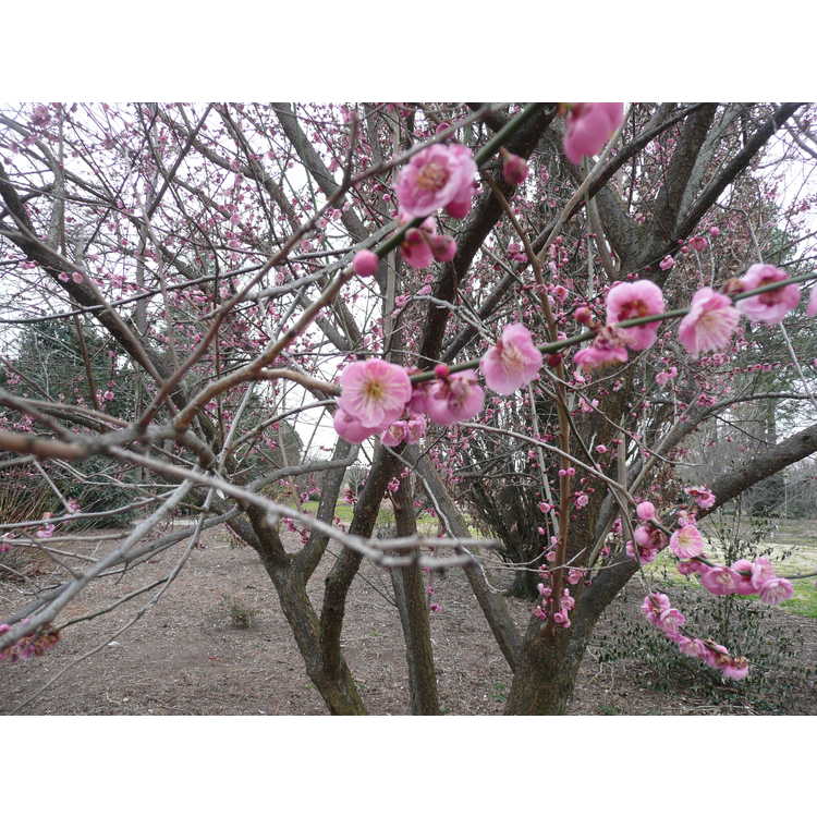 Prunus mume Bonita