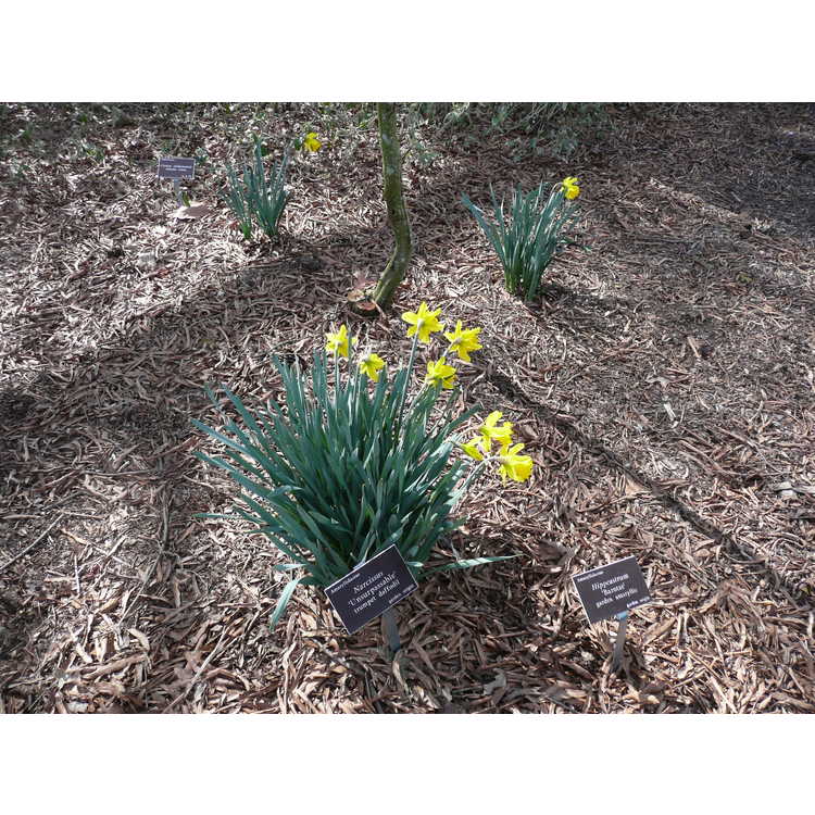 Narcissus 'Unsurpassable' - trumpet daffodil