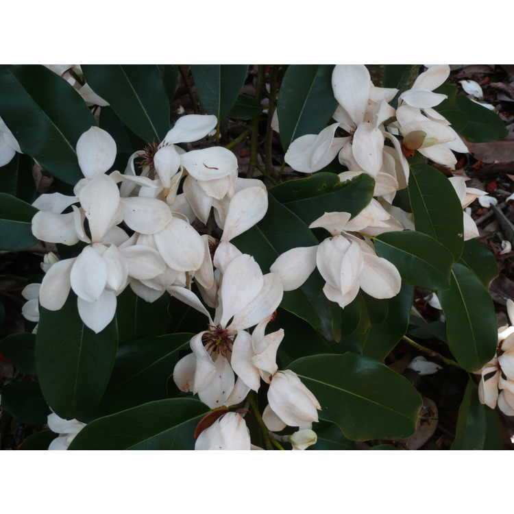 Magnolia maudiae - smiling forest michelia
