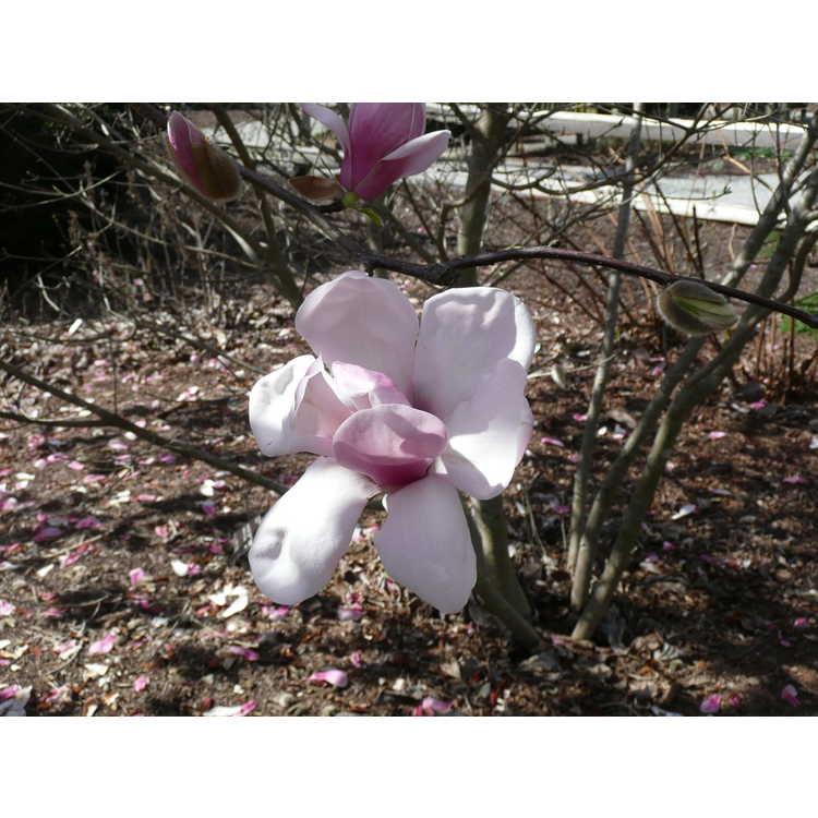 Magnolia denudata Forrests Pink