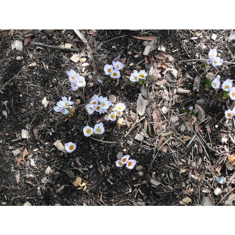 Crocus chrysanthus 'Blue Pearl' - spring crocus