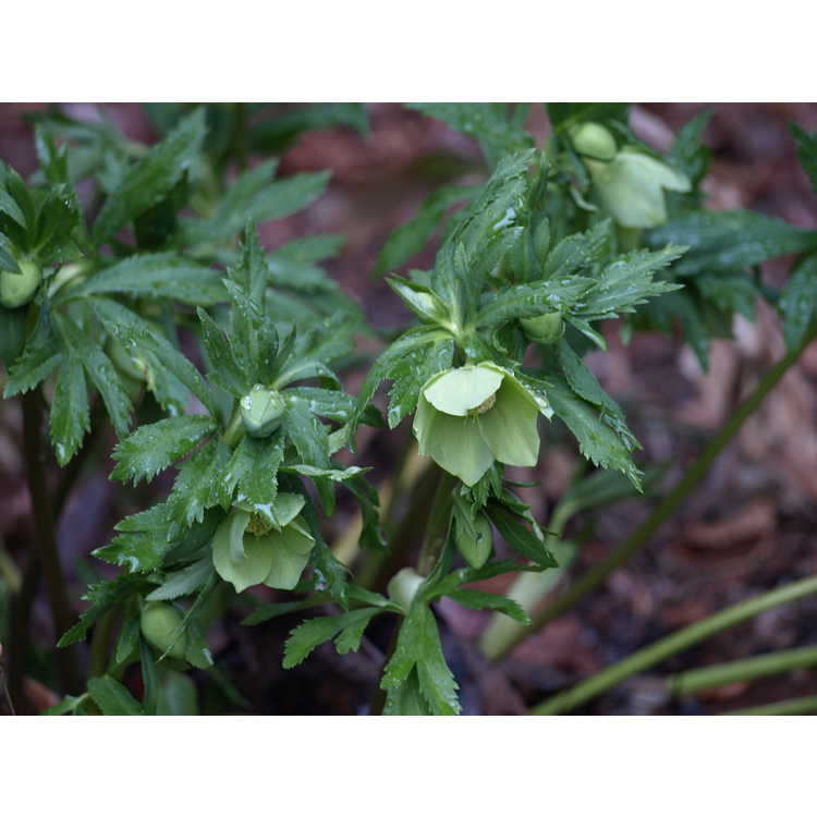 Helleborus ×hybridus × H. multifidus subsp. hercegovinus