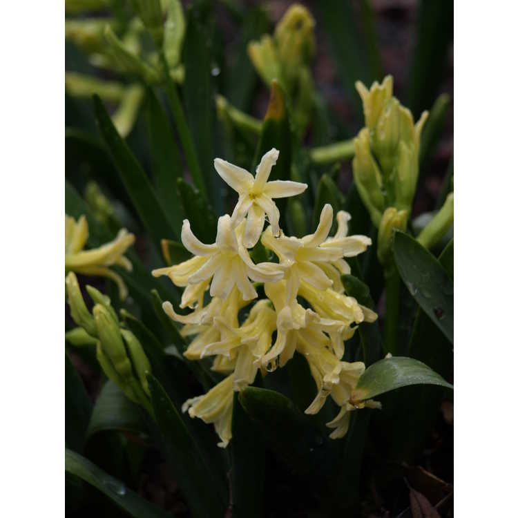 Hyacinthus orientalis Yellow Queen