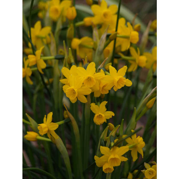 Narcissus willkommii - jonquilla daffodil