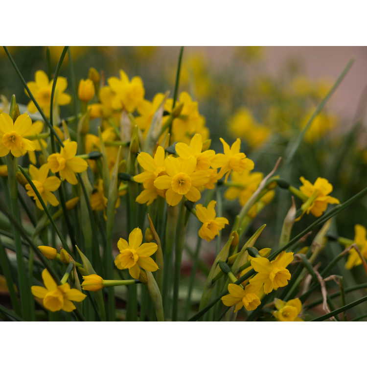 Narcissus willkommii - jonquilla daffodil