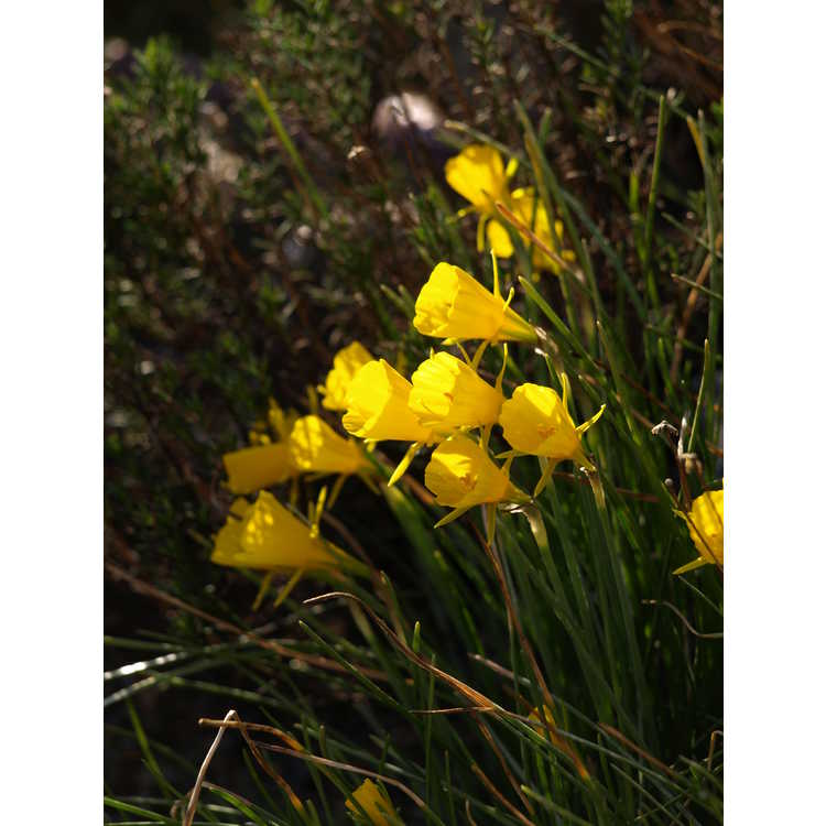 Narcissus 'Golden Bells' - hoop petticoat daffodil