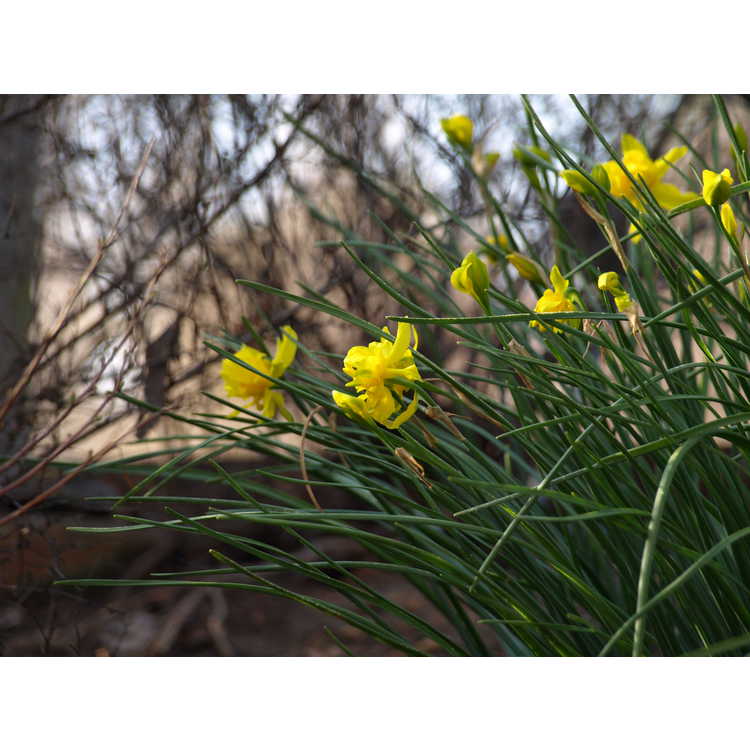 Narcissus jonquilla Flore Pleno