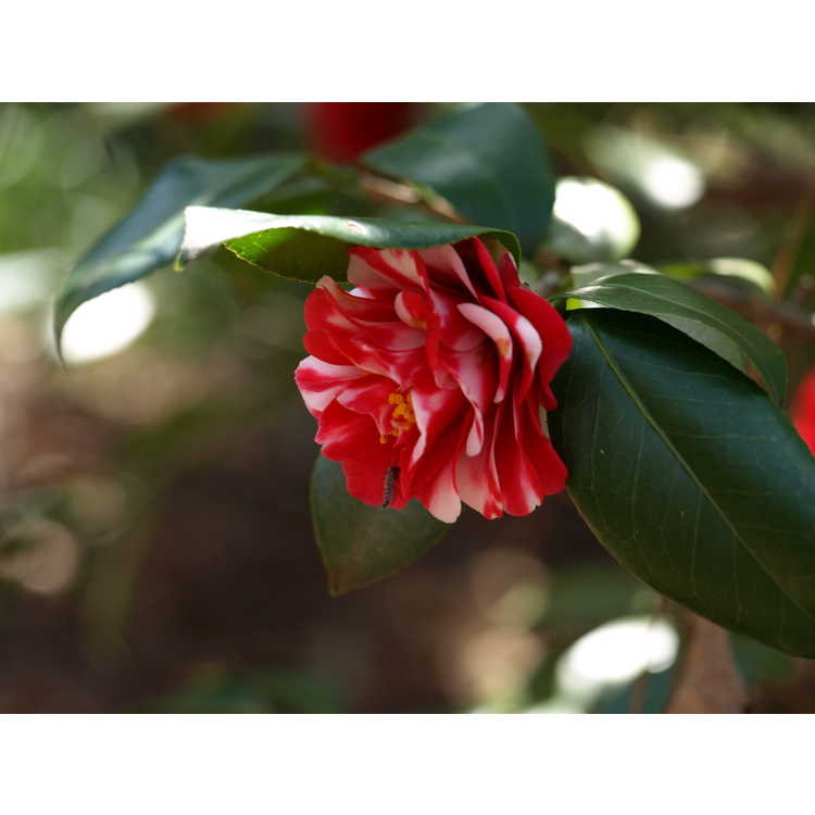 <em>Camellia japonica</em> 'Fir Cone Variegated'