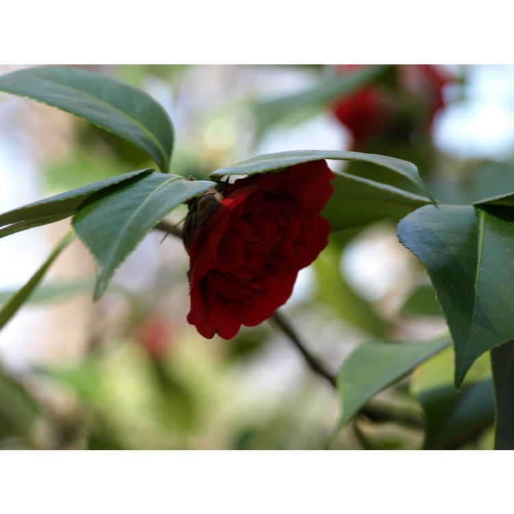 <em>Camellia japonica</em> 'Anemonaeflora'