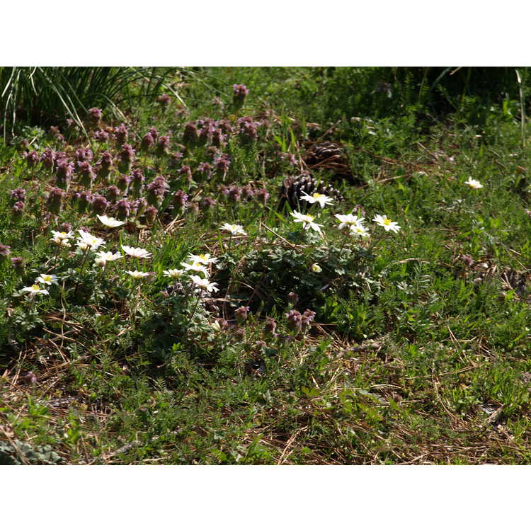 Anemone blanda 'White Splendor' - windflower
