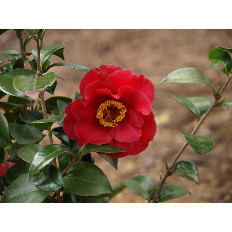 Camellia japonica 'Dr. J.C. Raulston'