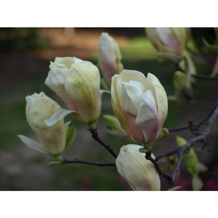 Magnolia 'Yellow Lantern' - yellow magnolia