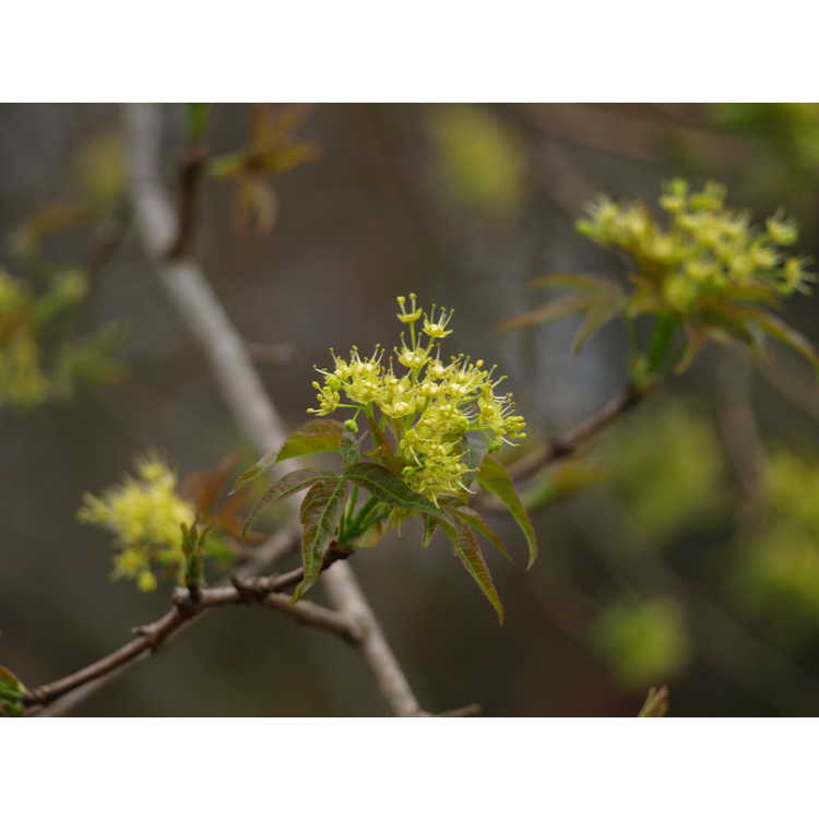 Acer pilosum stenolobum