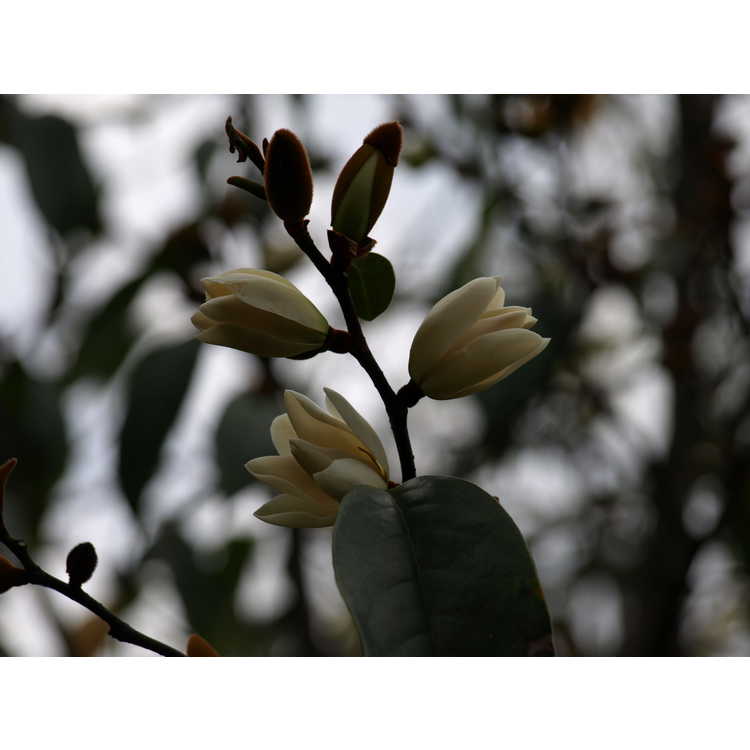 Magnolia (hybrid #3)