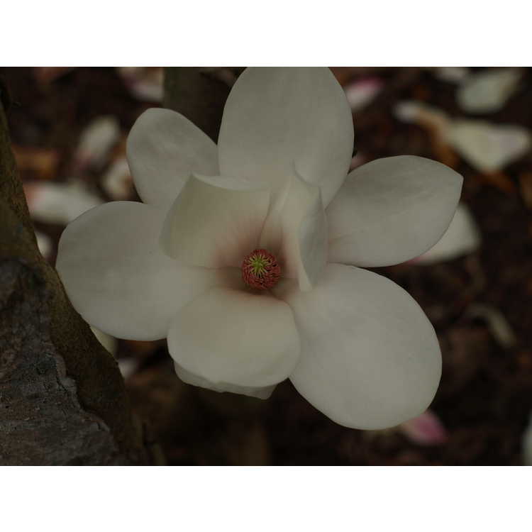 Magnolia 'Winelight'