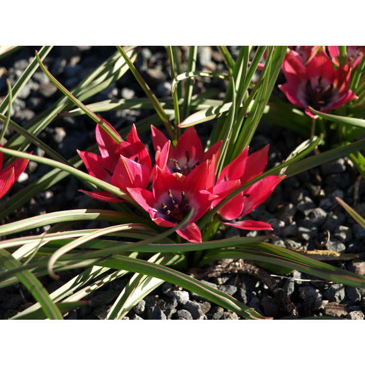 Tulipa 'Little Beauty' - tulip