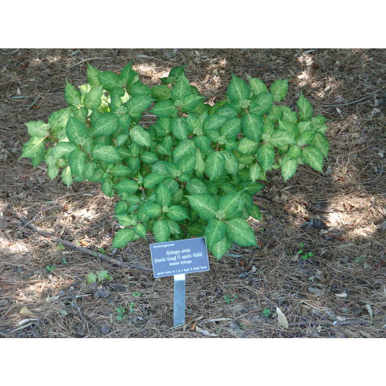 Hydrangea serrata [Amacha Group] 'Ô Amacha Nishiki'