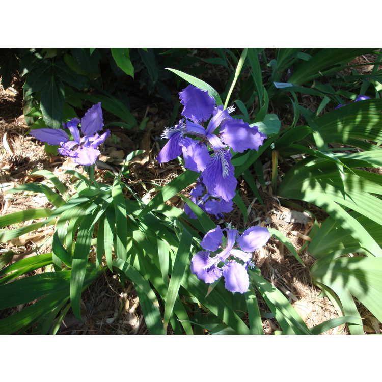 <em>Iris tectorum</em>
