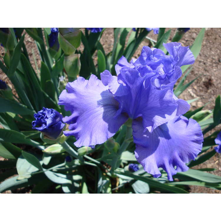 Iris 'Pure Sapphire' - tall bearded iris
